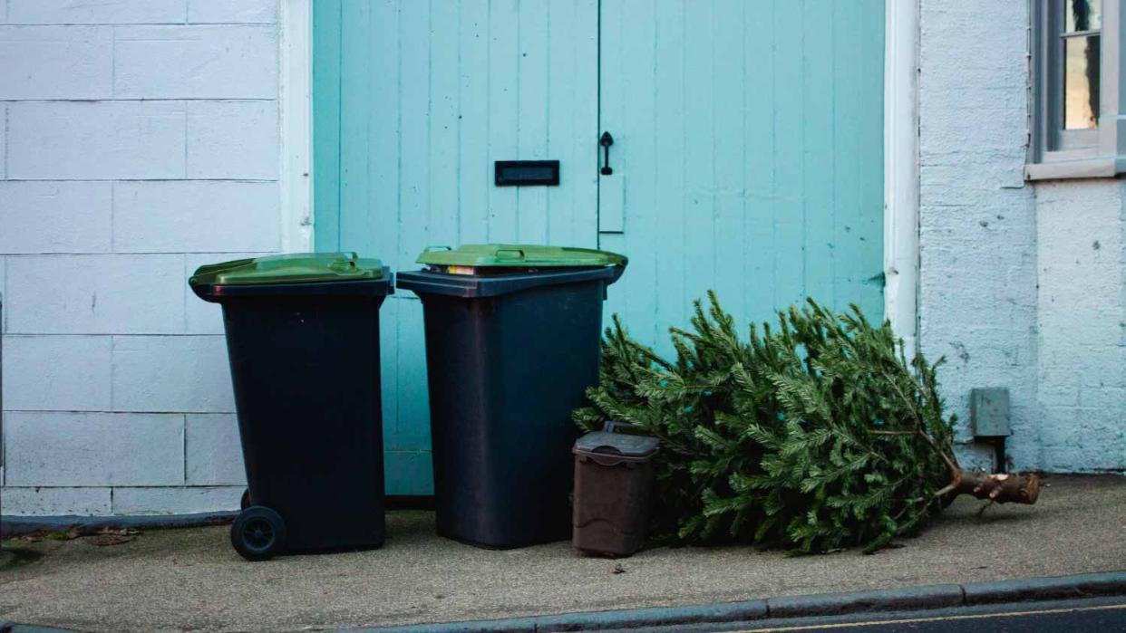 A Christmas tree thrown out with the trash