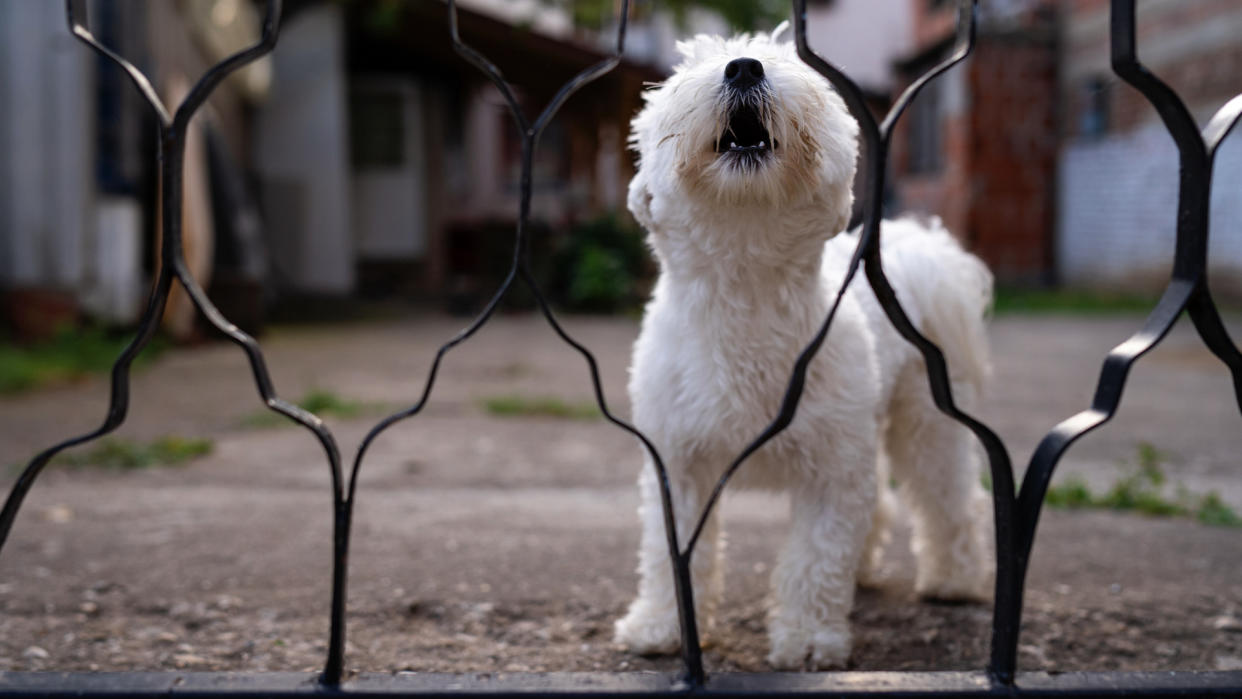 Maltese terrier barking through gate