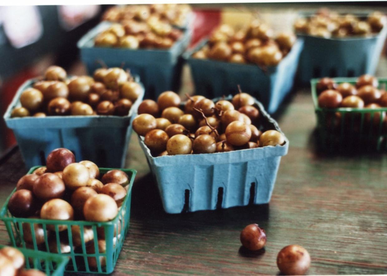 Scuppernong grapes