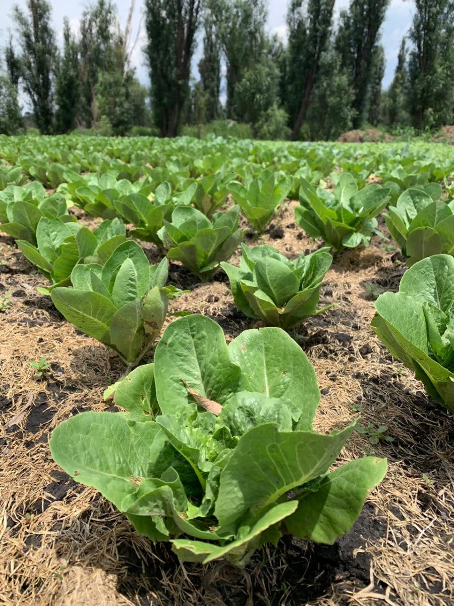 Yolcan Chinampas en Xochimilco día mundial de la alimentación