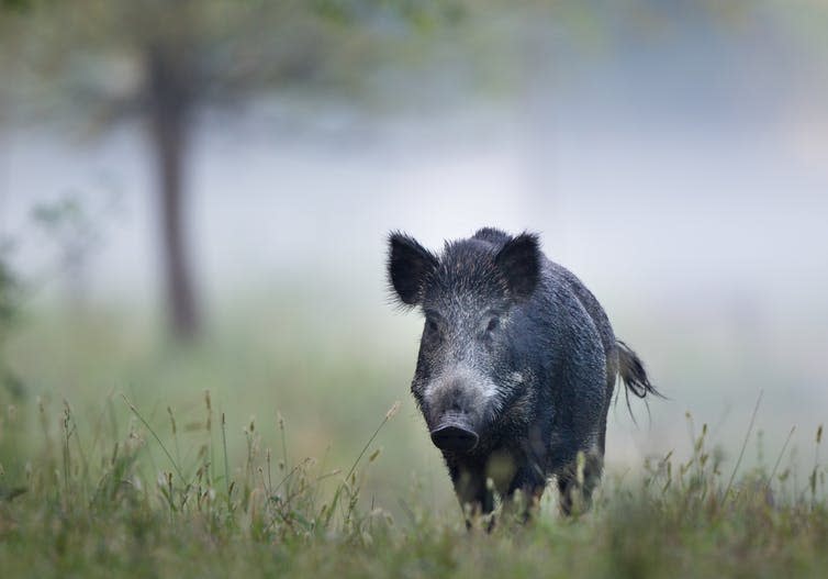 <span class="caption">On the rise.</span> <span class="attribution"><a class="link " href="https://www.shutterstock.com/image-photo/wild-boar-sus-scrofa-ferus-walking-703444501?src=Whi97b2kWjYcnxy52vS5og-1-2" rel="nofollow noopener" target="_blank" data-ylk="slk:Budimir Jevtic/Shutterstock.com;elm:context_link;itc:0;sec:content-canvas">Budimir Jevtic/Shutterstock.com</a></span>