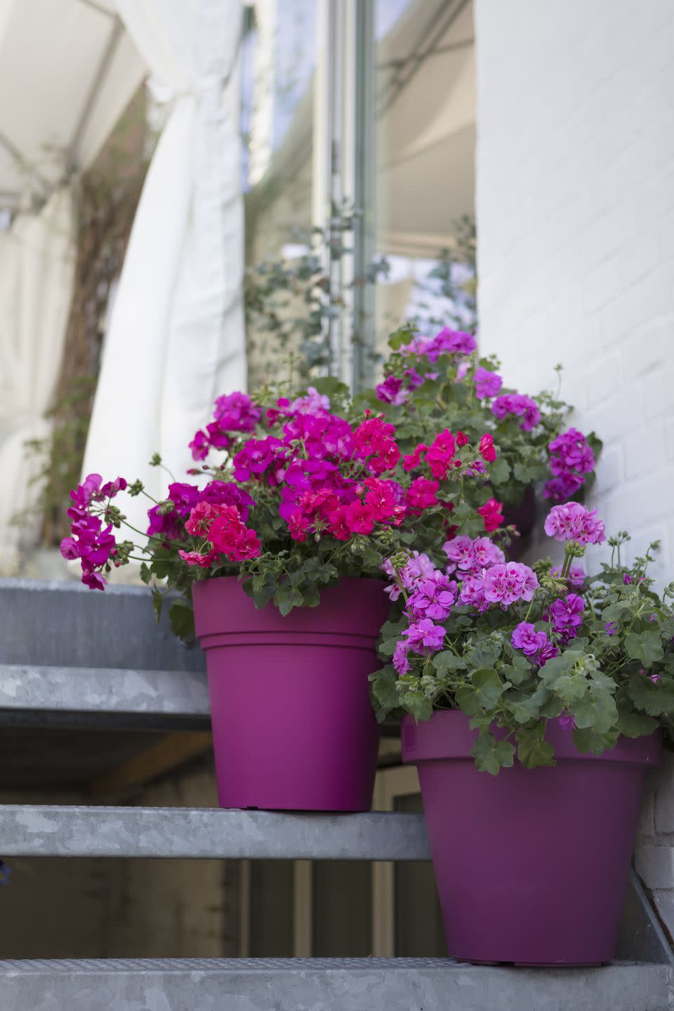 <p>The ‘geranium’ is not actually a member of the Geranium family. To gardeners and botanists, 'geranium' refers to a winter-hardy perennial shrub. To add to the confusion, the popular summer bloomers we all know and love are known among experts as 'pelargoniums'. </p><p>The naming problem occurred in the 17th century when the first pelargoniums were brought to Europe and were called geraniums, due to their similarity to the perennial plant, and so the name geranium has been used ever since!</p>