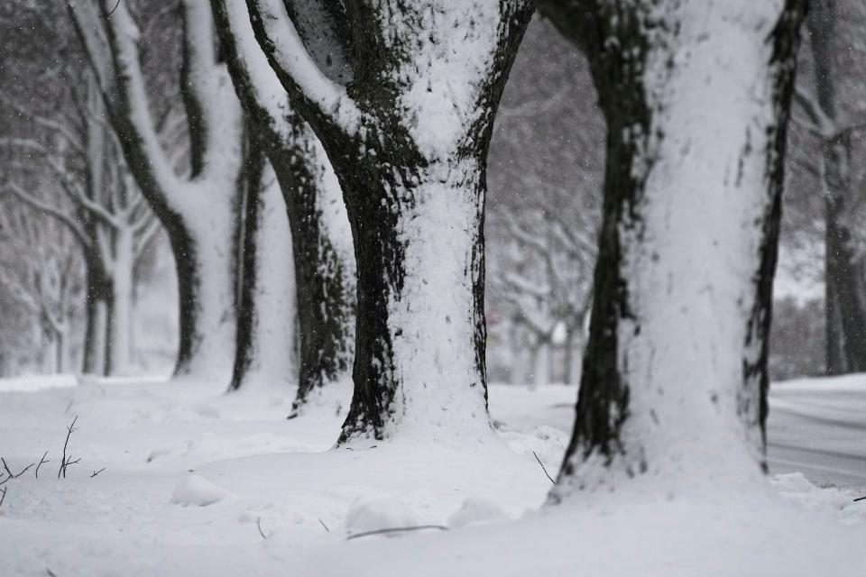 Trees are covered by snow in Wheeling, Ill., Friday, Jan. 12, 2024. (AP Photo/Nam Y. Huh)