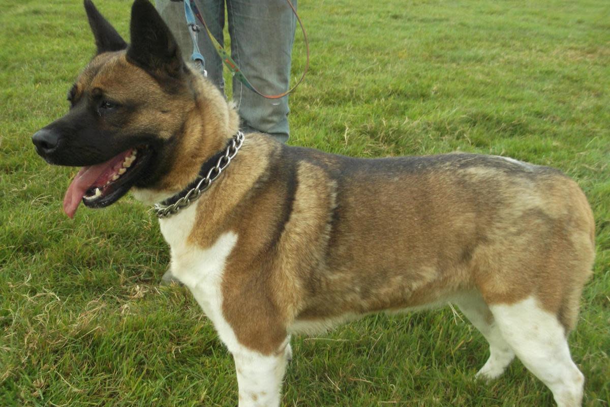 File photo: An American Akita.