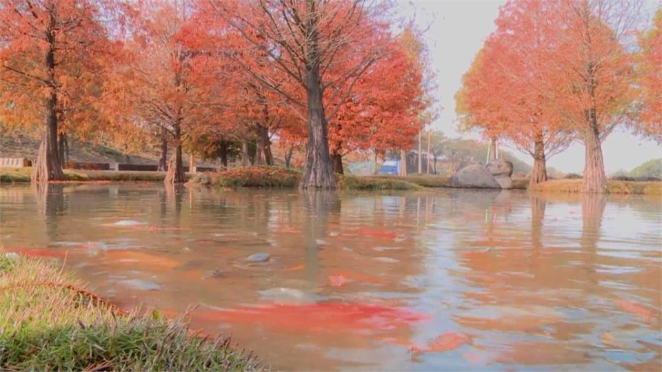 橘紅落羽松池水中倒映 如置身歐洲森林