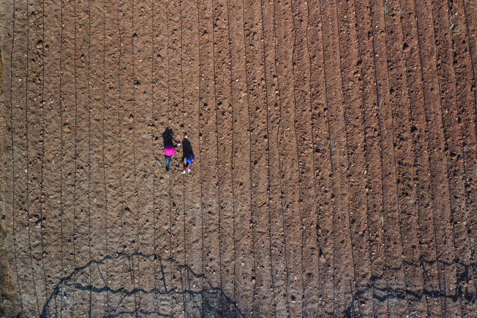 Farmers plant potatoes in Harf Beit Hasna village, in Dinnieh province, north Lebanon, Wednesday, Sept. 7, 2022. Farmers in a small mountainous town in Lebanon's northern Dinnieh province once could rely on rain to irrigate their crops and sustain a living. But climate change and the country's crippling economic crisis has left their soil dry and their produce left to rot. They rely on the little rain they can collect in their innovative artificial ponds to make enough money to feed themselves, as they live without government electricity, water, and services. (AP Photo/Hussein Malla)