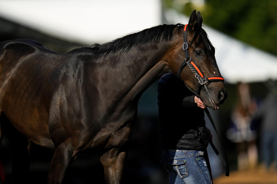 Preakness Stakes entrant Coffeewithchris is walked near the stables ahead of the 148th running of the Preakness Stakes horse race at Pimlico Race Course, Thursday, May 18, 2023, in Baltimore. (AP Photo/Julio Cortez)