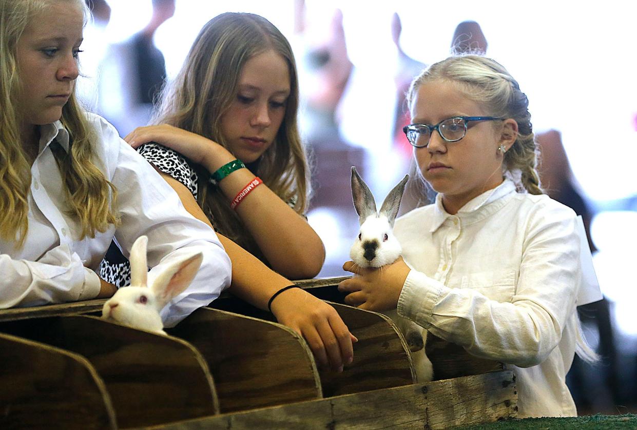 Kinsley Kline keeps her rabbit on the table as she waits to be judged during the Junior Fair rabbit show at the Ashland County Fair on Monday, Sept. 19, 2022. TOM E. PUSKAR/ASHLAND TIMES-GAZETTE