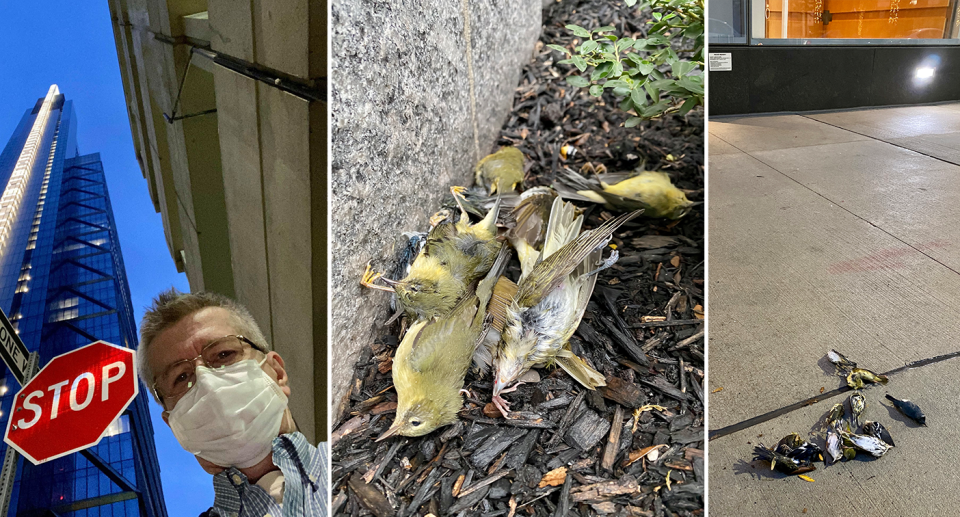 Left - Mr Maciejewski. Middle - Dead birds on the ground. Right - More dead birds on the pavement.