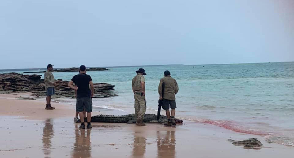 The 3.7 metre croc was shot and killed after rangers were unable to remove it from Cable Beach. Source: WA Crocodile Conservation and Protection Society
