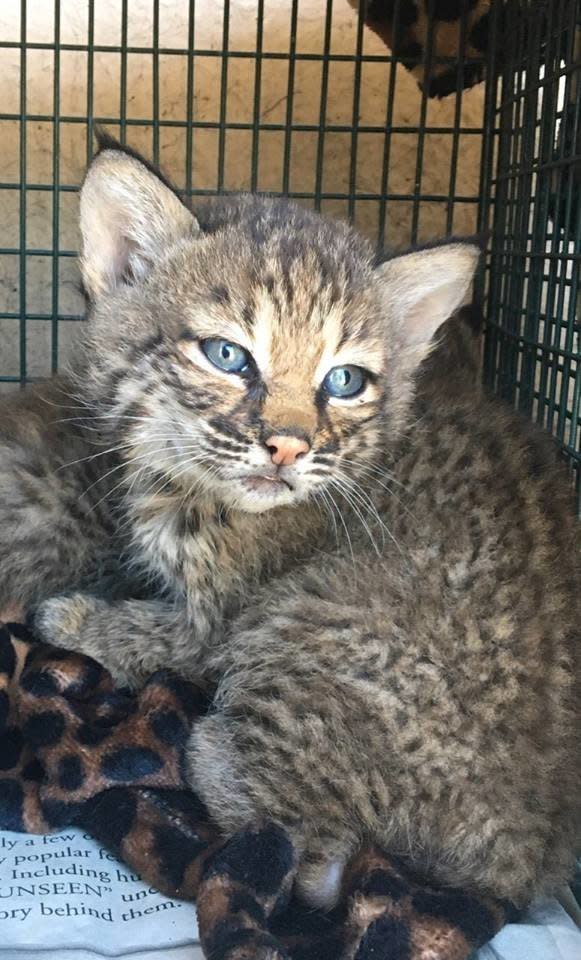 One of the two kittens shortly after Dinscore turned them over to San Antonio Animal Care Services. (Photo: San Antonio Animal Care Services)