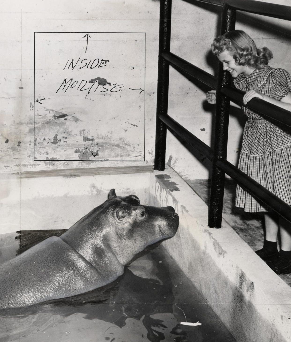 In this 1953 photograph, Mathilda the hippo, safely immered in her new home, stares up at Gayla Peevey, the little girl whose fast-selling Christmas song "I Want a Hippopotamus for Christmas,” started the chain of events that tied a Yule ribbon around the Oklahoma City Zoo's 700-pound hippo.