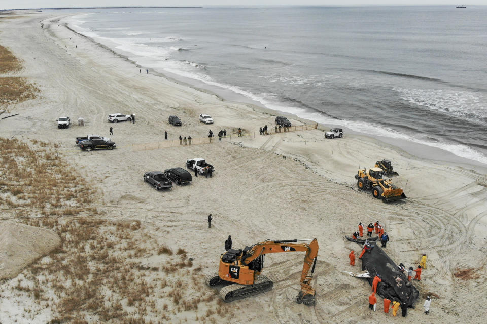 People work around the carcass of a dead whale in Lido Beach, N.Y., Tuesday, Jan. 31, 2023. The 35-foot humpback whale, that washed ashore and subsequently died, is one of several cetaceans that have been found over the past two months along the shores of New York and New Jersey. (AP Photo/Seth Wenig)