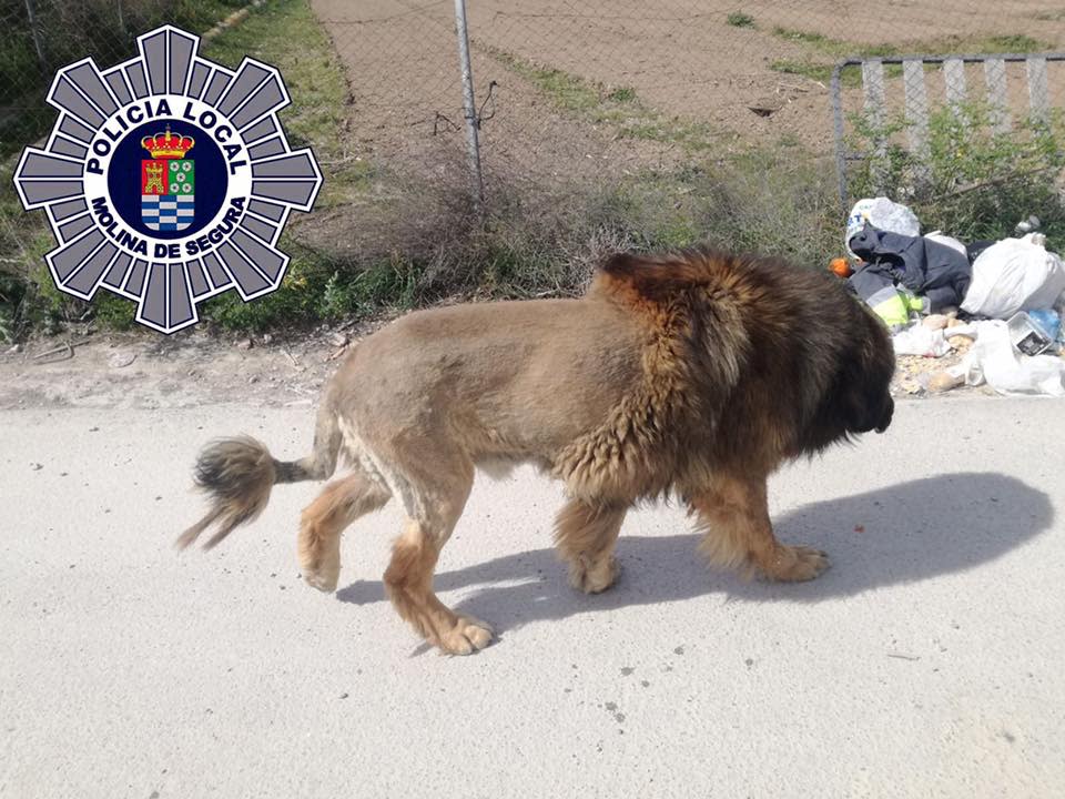 Ein wilder Löwe mitten in Spanien? Die Polizei geht den vielen aufgeregten Anrufen nach. (Foto: Facebook / Policía Local Molina de Segura)