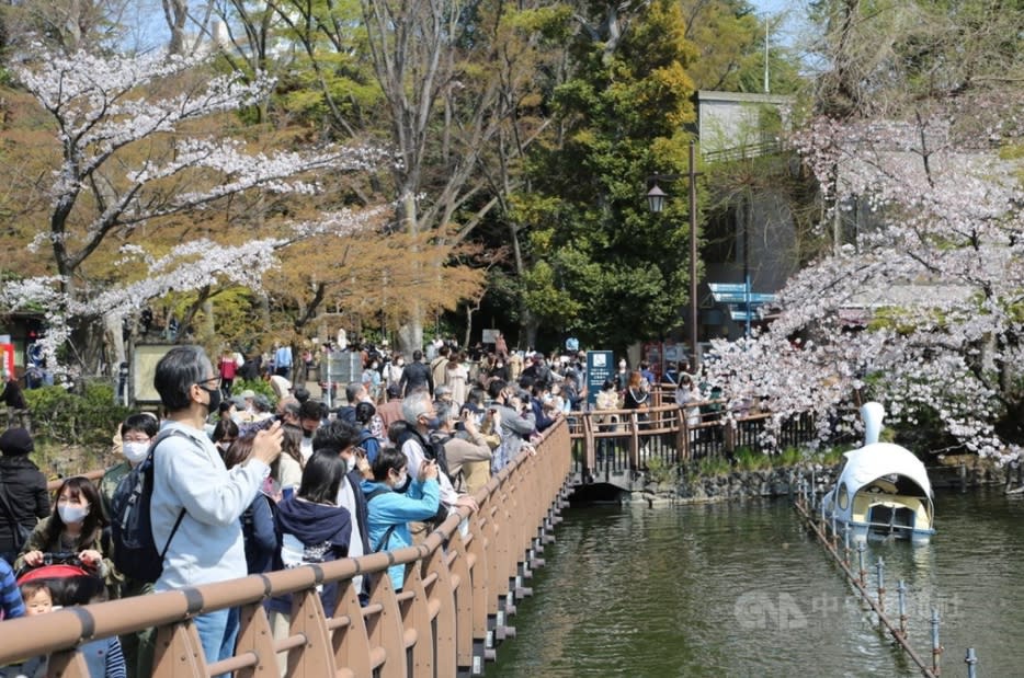 圖為遊客湧入日本東京的井頭恩賜公園賞櫻。（檔案照）