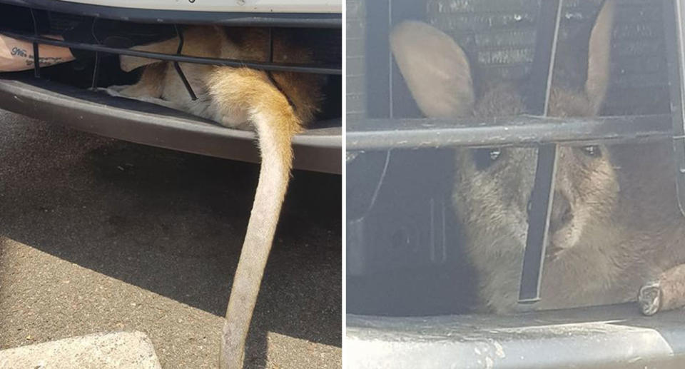 Queensland man's photos of alive kangaroo joey trapped behind car grille in Townsville.