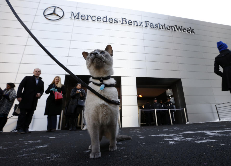 <div class="caption-credit"> Photo by: Jason DeCrow/Invision for Purina ONE/AP Images</div><p> Lily, a 4-year-old Siamese Blue Point rescue cat, made history on Sunday on designer Tracy Reese's runway show. For the first time at New York Fashion Week, a catwalk actually featured a real live cat. Can you believe it took this long? </p>