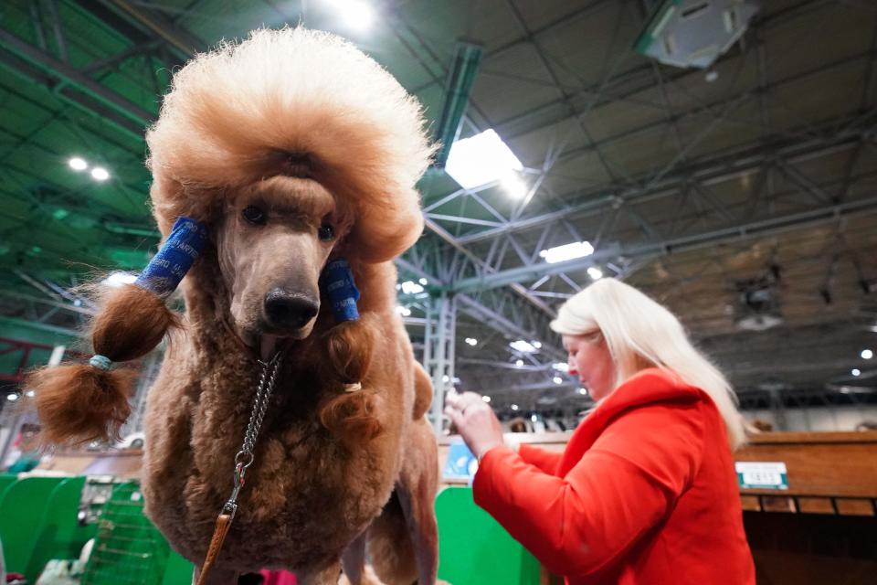 A Standard Poodle is groomed by their owner during the first day of the Crufts Dog Show at the National Exhibition Centre (NEC) in Birmingham. Picture date: Thursday March 7, 2024.