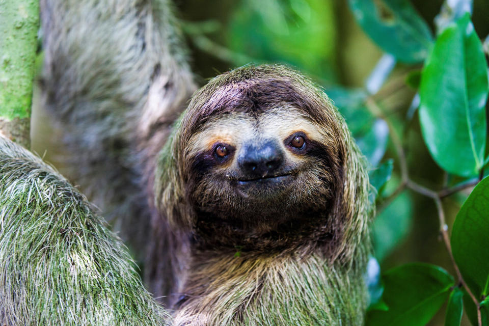 Happy International Sloth Day! Enjoy These 12 Snuggly Pics of Our Favorite Furry Creatures