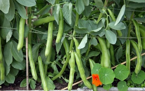 Broad beans