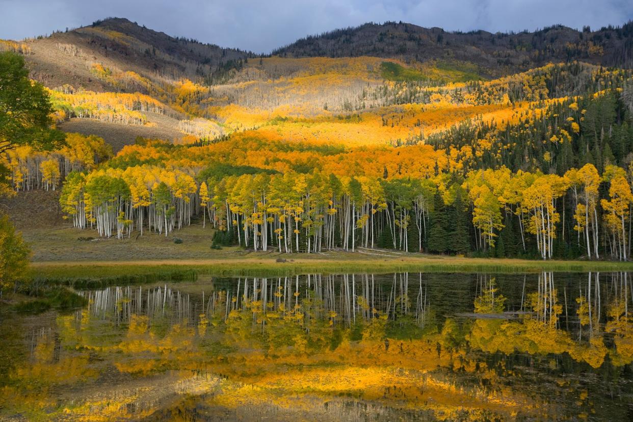 Utah. USA. Aspen trees (Populus tremuloides) and Glenwood Mountain reflected in Washburn Reservoir in autumn. Fishlake National Forest.