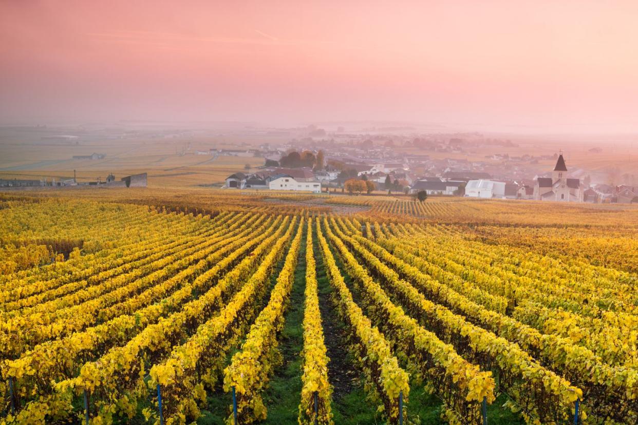 vineyards in the mist at sunrise, oger, champagne, france