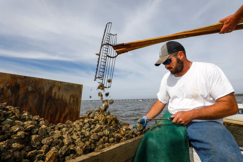 Michael Dasher, Jr., measures and culls oysters as his father opens his tongs and drops shellfish pulled from the bottom of Apalachicola Bay off Eastpoint, Florida