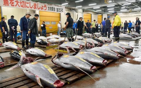 Prospective buyers inspect the quality of a fresh tuna at Tsukiji fish market on October 6 - Credit:  Muneyuki Tomari/ Kyodo News