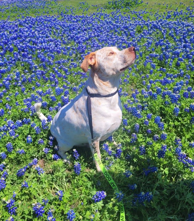 Dog frolicking amongst the bluebonnets (Courtesy: Melanie M Benavides)