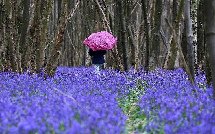 Carpets of bluebells could soon become a rarity as the flowers struggle to cope with changes in the climate, a new study suggests. 