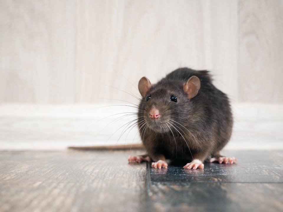 <p>Um ein ganz anderes flaues Empfinden in der Magengegend geht es, wenn sich auf Hindi größere Tiere hindurchbewegen: "Pet mein chuhe daudna" sagt man in Indien, Ratten laufen durch den Magen, um sozusagen einen "Bärenhunger" zu beschreiben. (Bild: iStock/kozorog)</p> 