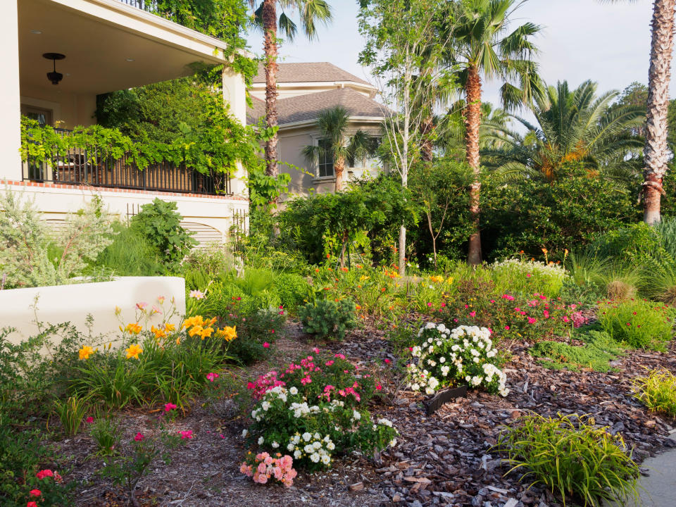 orange daylilies in the flower bed of an american home next to palm trees