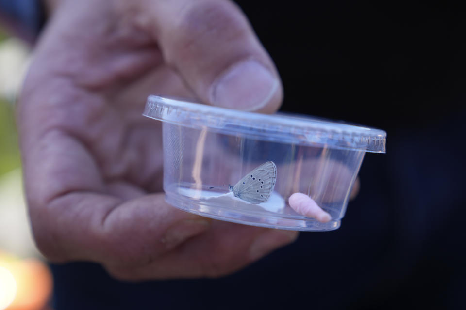 Durrell Kapan, Lead Researcher of Entomology with the California Academy of Sciences, displays a silvery blue butterfly, the closest relative to the extinct Xerces blue butterfly, before its release in the Presidio's restored dune habitat in San Francisco, Thursday, April 11, 2024. (AP Photo/Eric Risberg)