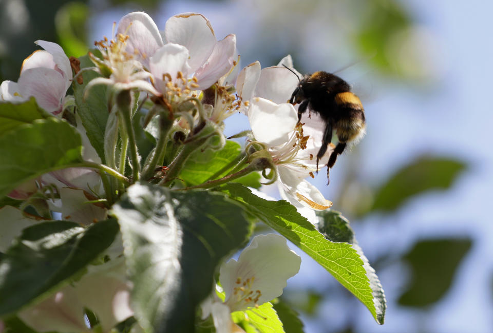 In this May 5, 2020, photo, a bee collects pollen from apple blossom at Stocks Farm in Suckley, Worcestershire. Britain’s fruit and vegetable farmers have long worried that the exit from the European Union would keep out the tens of thousands of Eastern European workers who come every year to pick the country’s produce. Now, the coronavirus pandemic has brought that feared future to the present. (AP Photo/Kirsty Wigglesworth)