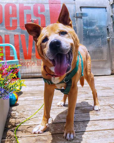 <p>Karen Hardwick/Austin Pets Alive!</p> Velcro, a senior dog with special needs, before his adoption