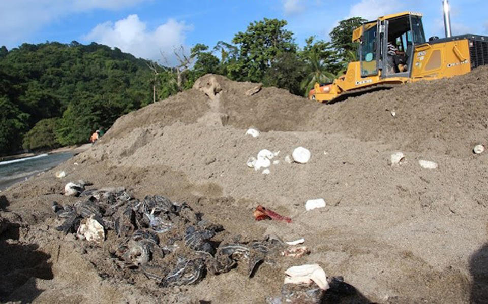 In this image provided by the Papa Bois Conservation on Tuesday, July 10, 2012, a Ministry of Works employee operates a bulldozer next to destroyed leatherback turtle eggs and hatchlings on the banks of the Grande Riviere Beach in Trinidad. Thousands of leatherback turtle eggs and hatchlings have been crushed by heavy machinery along a Trinidad beach widely regarded as the world's densest nesting area for the biggest of all living sea turtles, conservationists said Monday. Government work crews with bulldozers were redirecting the Grand Riviere, a shifting river that was threatening a hotel where tourists from around the globe watch the huge endangered turtles lay their eggs. (AP Photo/Papa Bois Conservation,Marc de Verteuil)