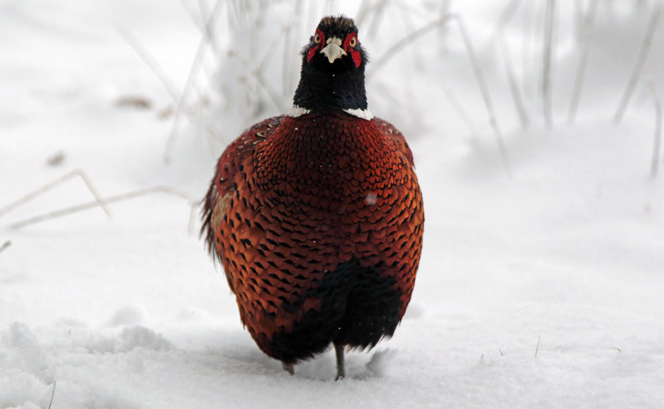 Winter Weather Returns To The UK