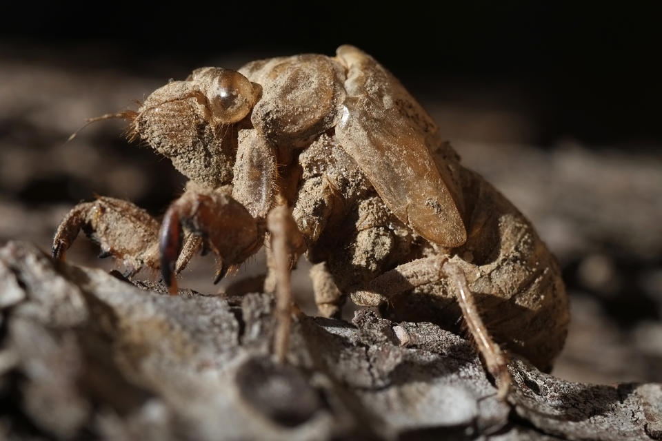 A grasshopper, a symbol of France's south-eastern area of Provence, is pictured on a tree on July 22, 2013 in Marseille. (BORIS HORVAT/AFP/Getty Images)