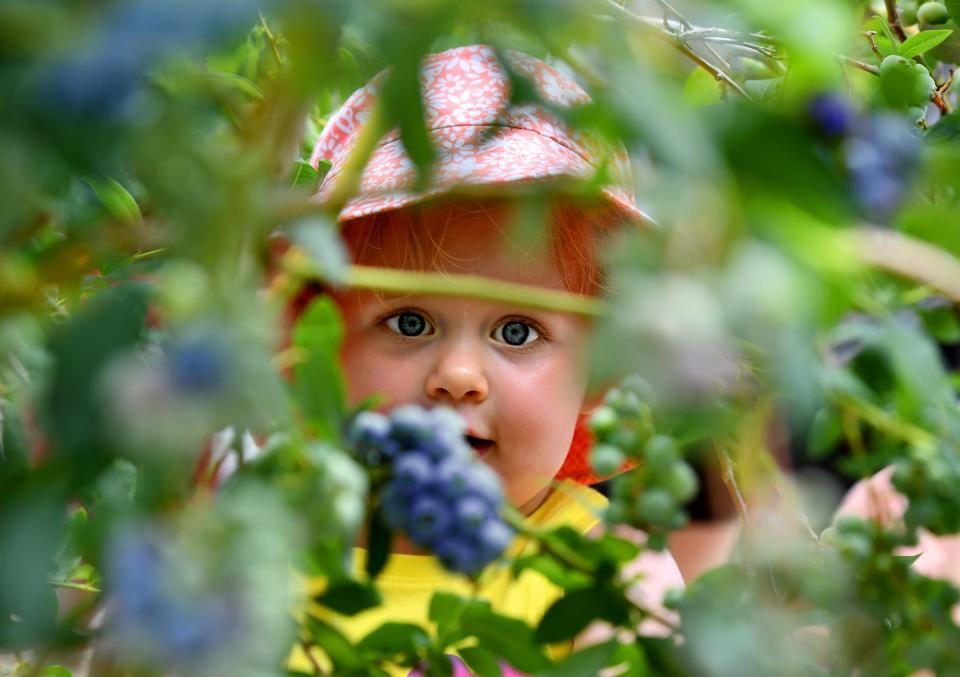 Audrey Randall, 2, of Holden, Mass., searches for blueberries at Berries & Blooms on the first day of business in July at the small pick-your-own blueberry and raspberry patch.