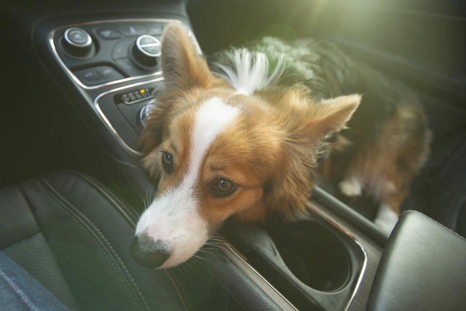 Corgi trying to sleep on the center dash of a car