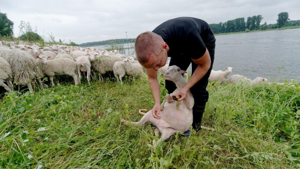 Ein Schäfer muss immer wissen, ob es allen Tieren gut geht: Der angehende Tierwirt Tobias Dommershausen kontrolliert die Klauen eines Schafes.