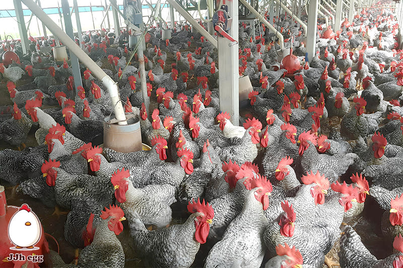 蛋農雞隻養殖場，圖片由幸福事蛋蛋提供