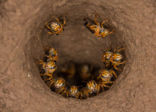 <span class="caption">You shall not pass. _Scaptotrigona_ workers defend the entrance to their nest.</span> <span class="attribution"><a class="link " href="https://www.flickr.com/photos/108308648@N03/29512365705" rel="nofollow noopener" target="_blank" data-ylk="slk:Graham Wise/Flickr;elm:context_link;itc:0;sec:content-canvas">Graham Wise/Flickr</a>, <a class="link " href="http://creativecommons.org/licenses/by-nc-nd/4.0/" rel="nofollow noopener" target="_blank" data-ylk="slk:CC BY-NC-ND;elm:context_link;itc:0;sec:content-canvas">CC BY-NC-ND</a></span>