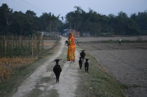 A woman herds her goats in a village in Assam state, northeast India