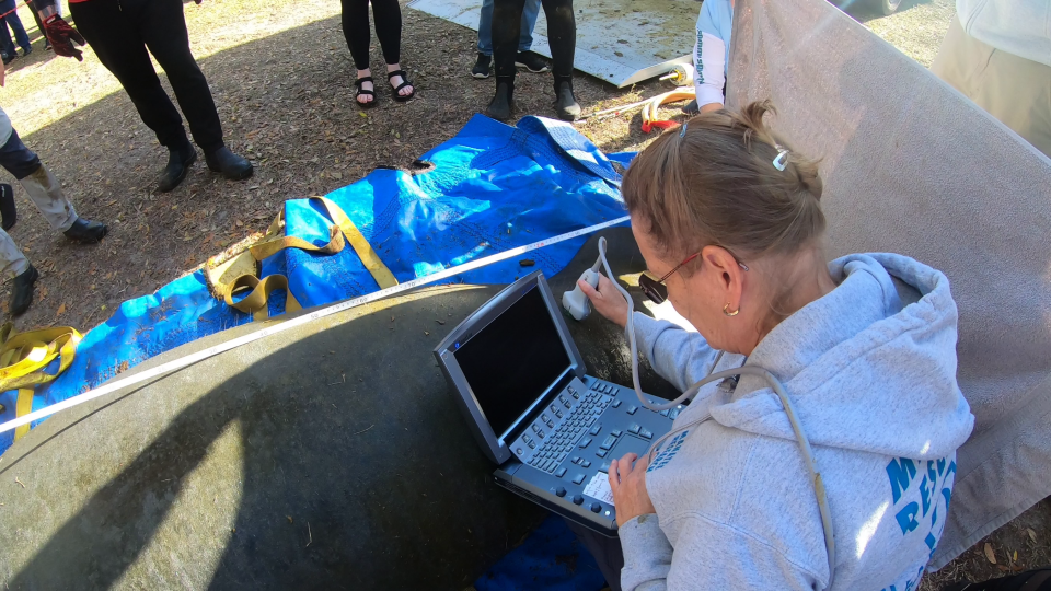 MaryKate the manatee before she was released back to the wild on Feb. 7, 2024. She had been found swimming in the same park waters all alone in January 2021.