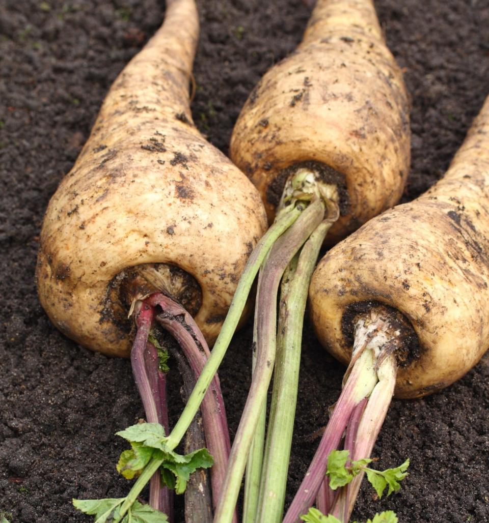  Top performer: parsnip ‘Gladiator’ F1 is a vigorous and dependable variety to grow - Gap