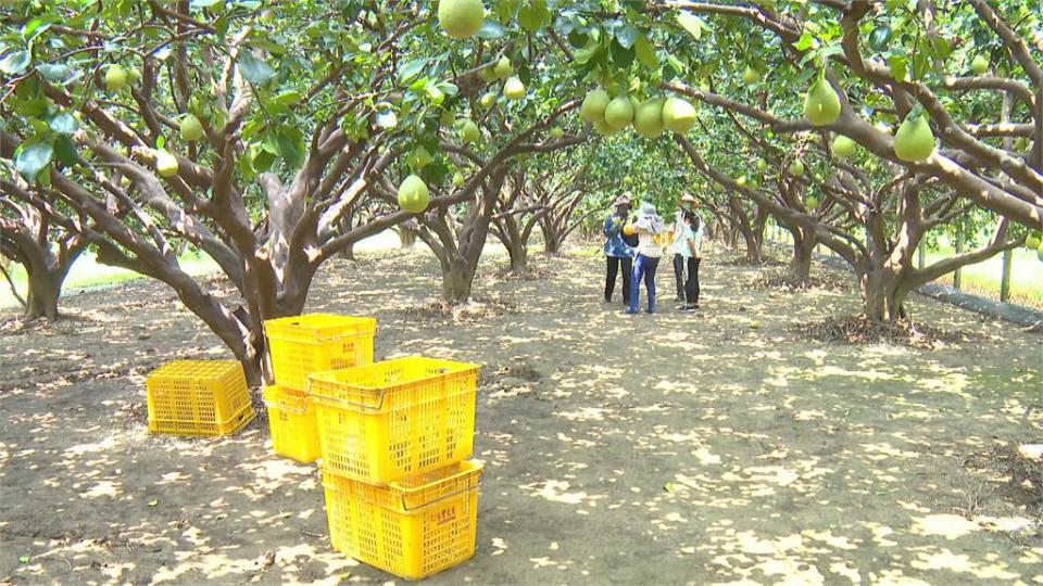 麻豆商圈老店鋪卯下去拚振興　推優惠抓住老饕客味蕾