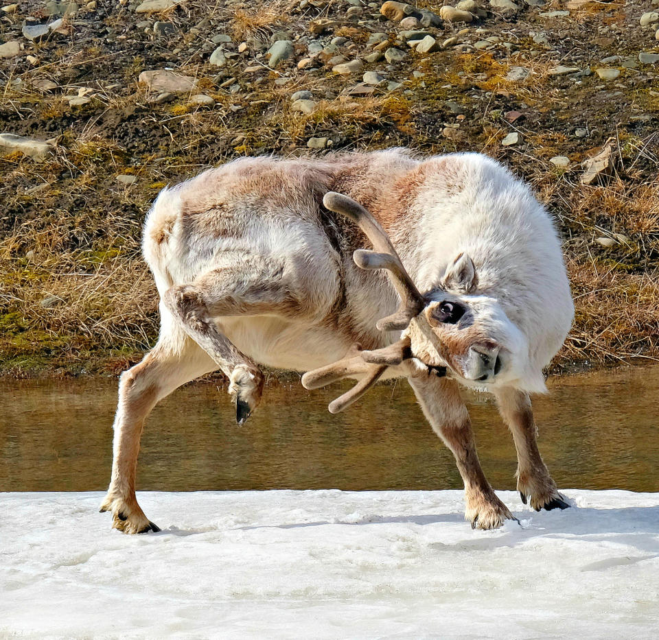 Svalbard Reindeer in Longyearbyen, Norway