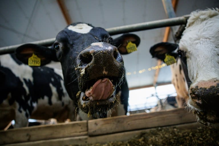 Die Preise, die Landwirte für ihre Erzeugnisse bekommen, sind im April nach mehreren Rückgängen in Folge wieder gestiegen. Nach Angaben des Statistischen Bundesamts waren die Erzeugerpreise im April um 0,4 Prozent höher als ein Jahr zuvor. (JENS SCHLUETER)