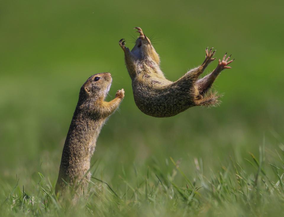 A squirrel jumping at another squirrel.